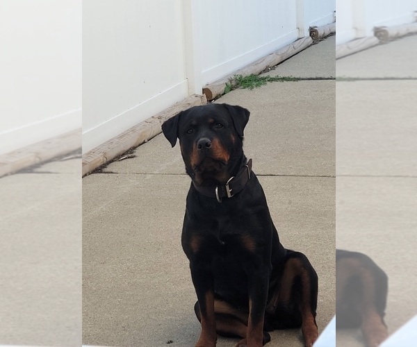 Medium Photo #8 Rottweiler Puppy For Sale in WESTLAND, MI, USA