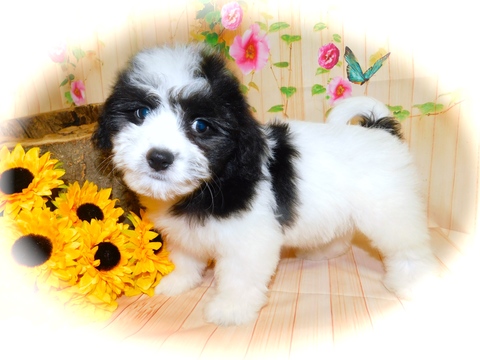 Medium Photo #1 Havanese-Poodle (Toy) Mix Puppy For Sale in HAMMOND, IN, USA