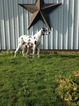 Small Photo #8 Great Dane Puppy For Sale in BOISTFORT, WA, USA