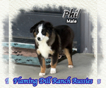 Small Miniature Australian Shepherd