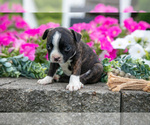 Small Photo #11 Boston Terrier Puppy For Sale in MOORELAND, IN, USA