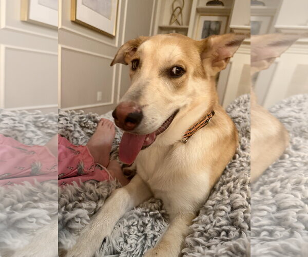 Medium Photo #5 Gerberian Shepsky Puppy For Sale in The Woodlands, TX, USA