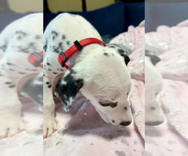 Medium Photo #30 Dalmatian Puppy For Sale in TEMPLE, TX, USA