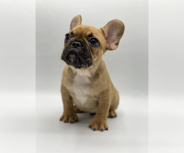 Full screen Photo #2 French Bulldog Puppy For Sale in CHICAGO, IL, USA