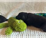 Small #1 Belgian Sheepdog-Great Pyrenees Mix