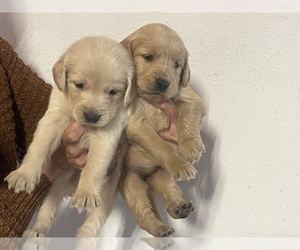 Golden Retriever Puppy for sale in TAMPA, FL, USA