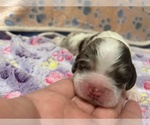 Small #1 Cocker Spaniel