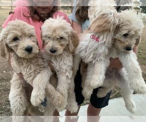 Goldendoodle Puppy for sale in GALT, CA, USA