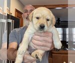Small Photo #94 Labrador Retriever Puppy For Sale in HIGH POINT, NC, USA