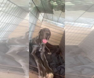 Great Dane Dogs for adoption in Bullard, TX, USA