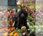 Small Photo #12 Poodle (Standard) Puppy For Sale in LADY LAKE, FL, USA