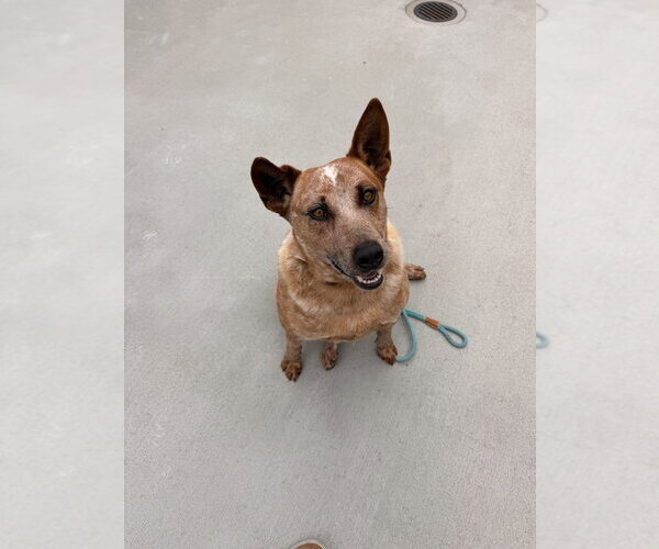 Medium Photo #2 Mutt Puppy For Sale in Salinas, CA, USA