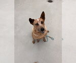 Small #1 Mutt