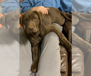 Mother of the Labrador Retriever puppies born on 07/18/2025
