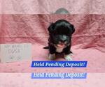 Small #2 Maltipoo