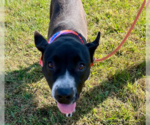 Small #1 Boxer Mix