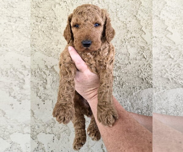 Medium Photo #2 Goldendoodle Puppy For Sale in Corona, CA, USA