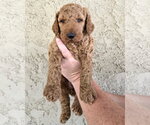 Small #1 Goldendoodle