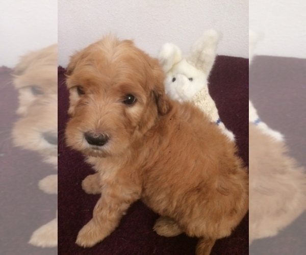 Medium Photo #4 Golden Mountain Doodle  Puppy For Sale in KALISPELL, MT, USA