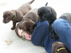 Small Photo #6 Labrador Retriever Puppy For Sale in LEES SUMMIT, MO, USA