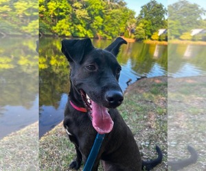 Labrador Retriever Dogs for adoption in Holly Springs, NC, USA