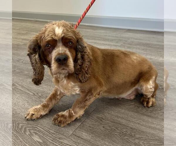 Medium Photo #4 Cocker Spaniel Puppy For Sale in Westminster, MD, USA