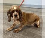 Small #3 Cocker Spaniel