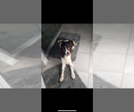 Small Photo #1 English Springer Spaniel Puppy For Sale in SHEPHERDSVILLE, KY, USA