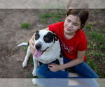Small #4 American Staffordshire Terrier-Pointer Mix