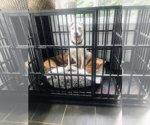 Grits - Male American Staffordshire Terrier-Unknown Mix Dog for Adoption - Photo #11
