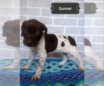 Small Photo #5 German Shorthaired Pointer Puppy For Sale in ELBERTA, AL, USA