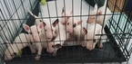 Small Photo #63 Bull Terrier Puppy For Sale in JACKSON, MI, USA