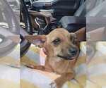 Small #9 Chihuahua Mix