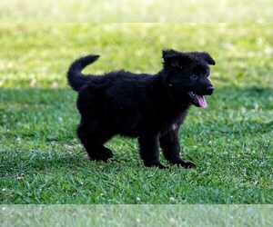 German Shepherd Dog Puppy for sale in SPRING CITY, TN, USA