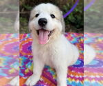 Small #1 Great Pyrenees