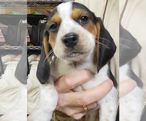Beagle Puppy for sale in CHAMBERSBURG, PA, USA