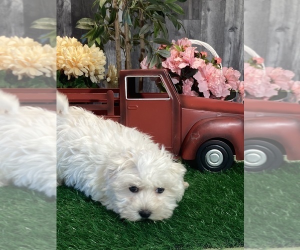Medium Photo #5 Maltese Puppy For Sale in CANOGA, NY, USA