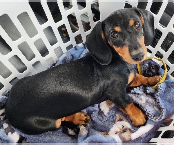 Medium Photo #1 Dachshund Puppy For Sale in SURPRISE, AZ, USA