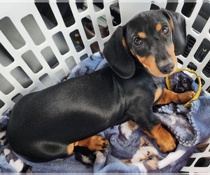 Dachshund Puppy for sale in SURPRISE, AZ, USA