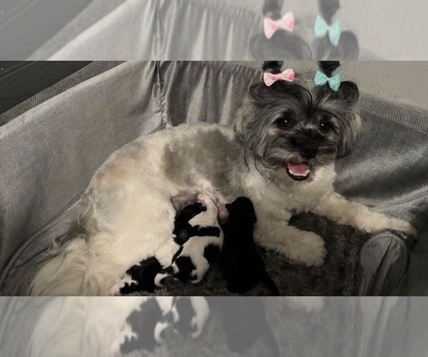 Medium Photo #1 Shih-Poo Puppy For Sale in MAYO, FL, USA