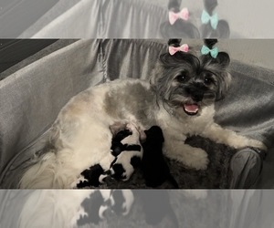 Shih-Poo Puppy for sale in MAYO, FL, USA