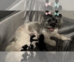 Image preview for Ad Listing. Nickname: Litter of 5