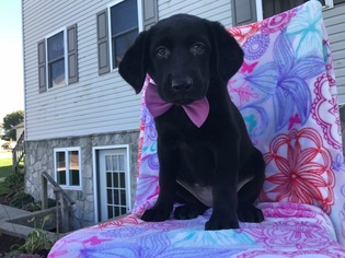 Collie-Labrador Retriever Mix Puppy for sale in PEACH BOTTOM, PA, USA