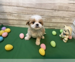 Cavapoo Puppy for sale in FULTON, KS, USA
