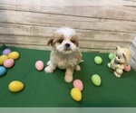 Small Photo #1 Cavapoo Puppy For Sale in FULTON, KS, USA