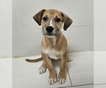 Small American Pit Bull Terrier-Catahoula Leopard Dog Mix