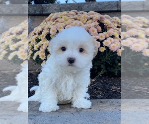 Havanese Puppy for sale in CANOGA, NY, USA