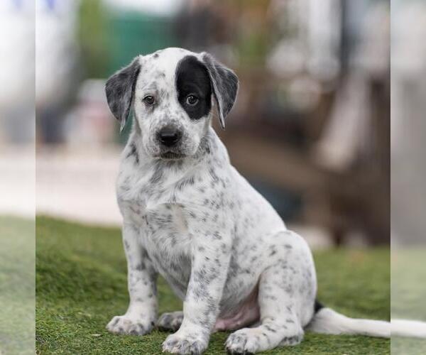 Medium Photo #2 Dalmatian-Labrador Retriever Mix Puppy For Sale in San Diego, CA, USA