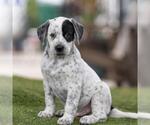 Small #1 Dalmatian-Labrador Retriever Mix