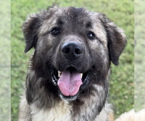 Anatolian Pyrenees Dogs for adoption in Canton, CT, USA